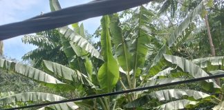 Warga Cibetus Padarincang Serbu Kandang Ayam PT Firman Group.