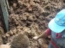 Salah satu korban tertimbun longsor yang berhasil diselamatkan. (Paling Kiri).