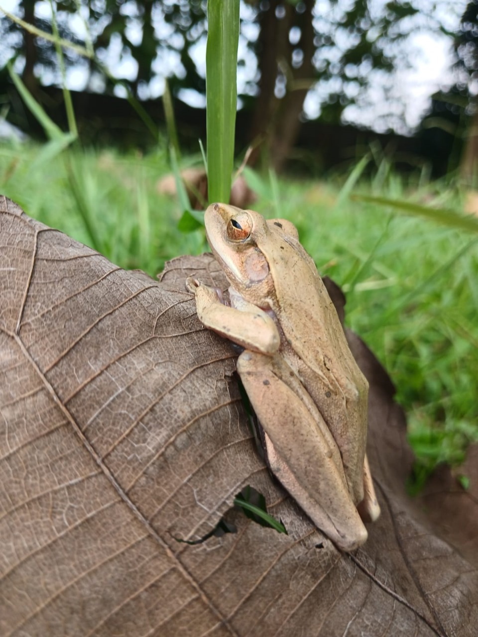 Herpetofauna di Tahura Banten.